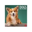8051128758788-Legami - Calendrier mensuel - 30 x 29 cm - chiens-P_405143031_1-0